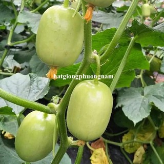 8 Hạt - Hạt Giống Dưa Leo Ngọc Nữ Phương Nam