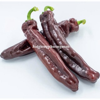 20 Hạt - Hạt Giống Ớt Trái Cây Palermo F1 (Mix / Chocolate/ Cam/ Đỏ ) Phương Nam