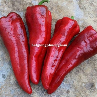 20 Hạt - Hạt Giống Ớt Trái Cây Palermo F1 (Mix / Chocolate/ Cam/ Đỏ ) Phương Nam