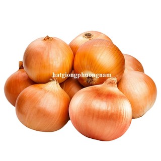 0,5 Gr - Hạt Giống Hành Tây Vàng Phương Nam