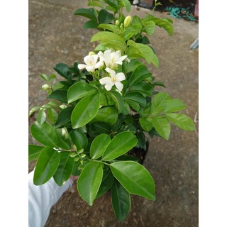 Chậu Cây Nguyệt Quế Kim Cương (Giống mới lá to hoa to cực thơm) - cây hoa nở quanh năm
