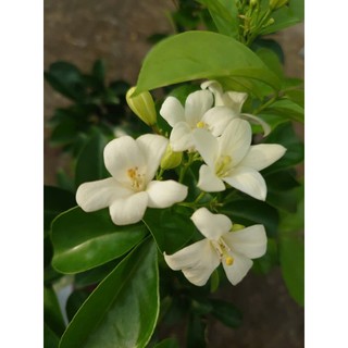 Chậu Cây Nguyệt Quế Kim Cương (Giống mới lá to hoa to cực thơm) - cây hoa nở quanh năm