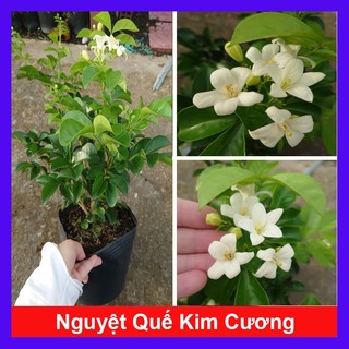 Chậu Cây Nguyệt Quế Kim Cương (Giống mới lá to hoa to cực thơm) - cây hoa nở quanh năm
