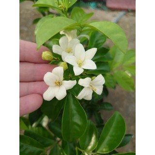Chậu Cây Nguyệt Quế Kim Cương (Giống mới lá to hoa to cực thơm) - cây hoa nở quanh năm