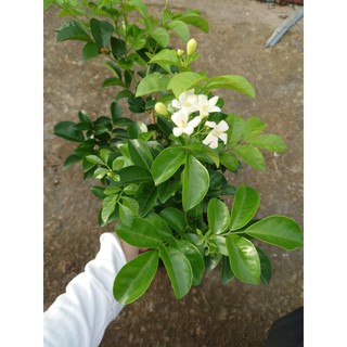 Chậu Cây Nguyệt Quế Kim Cương (Giống mới lá to hoa to cực thơm) - cây hoa nở quanh năm