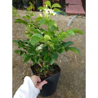 Chậu Cây Nguyệt Quế Kim Cương (Giống mới lá to hoa to cực thơm) - cây hoa nở quanh năm