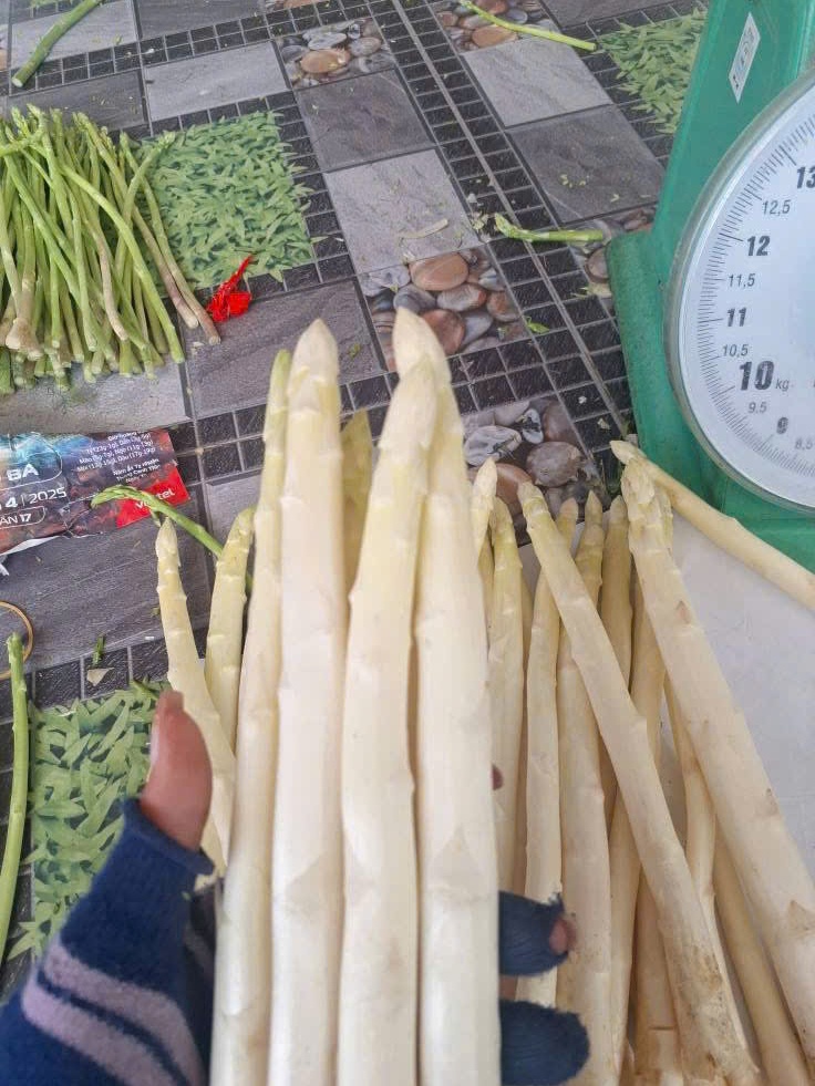 cây ráy var - ráy đột biến | Shopee Việt Nam