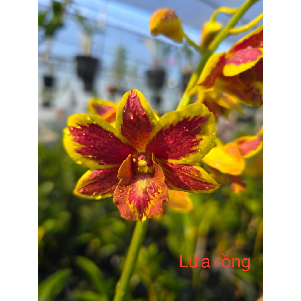 Cây giống lan dendro Lửa rồng nghịch lai (cây con xổ mặt hoa) | Shopee ...