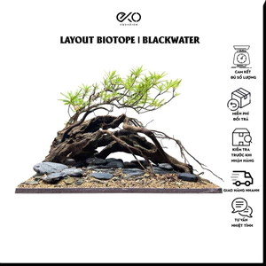 Layout Biotope, Blackwater Setup Sẵn | Làm Layout Theo Yêu Cầu