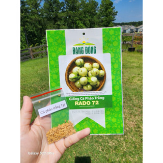Hạt giống Cà Pháo Trắng Rado 72 Gói 0,5g dễ trồng, năng suất cao, tỷ lệ nẫy mầm cao