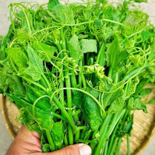 Hạt giống Bí Siêu Ngọn Rado 011 Gói 20g dễ trồng, nhanh thu hoạch, cây khoẻ, giàu dinh dưỡng