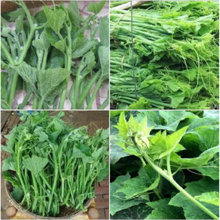 Hạt giống Bí Siêu Ngọn Rado 011 Gói 20g dễ trồng, nhanh thu hoạch, cây khoẻ, giàu dinh dưỡng