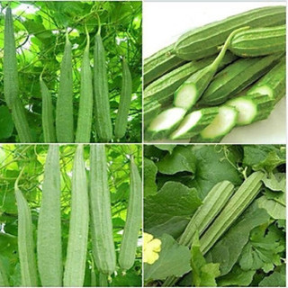 Hạt giống Mướp Khía Rado 515 gói 1g - chuẩn giống, bao nảy mầm, giống năng suất cao