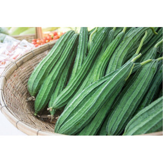 Hạt giống Mướp Khía Rado 515 gói 1g - chuẩn giống, bao nảy mầm, giống năng suất cao