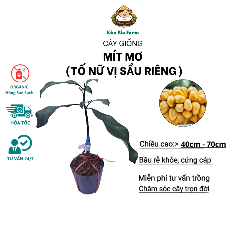 Cây Giống Mít Mơ Vị Sầu Riêng – Chuẩn F1, Nhanh Đậu Trái, Cam Kết Đúng Giống