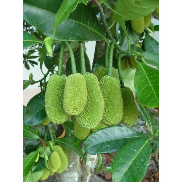 Cây Giống Mít Mơ Vị Sầu Riêng – Chuẩn F1, Nhanh Đậu Trái, Cam Kết Đúng Giống
