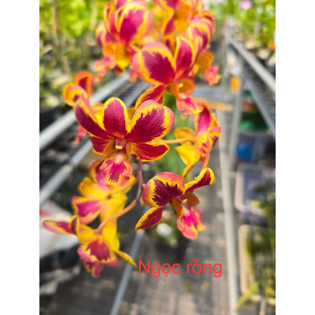 Cây giống lan dendro Ngọc rồng lai (cây con xổ mặt hoa) | Shopee Việt Nam