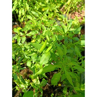 Chậu cây ớt chỉ thiên đang hoa, trái