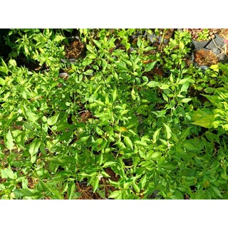Chậu cây ớt chỉ thiên đang hoa, trái