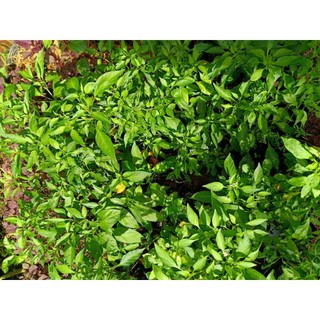 Chậu cây ớt chỉ thiên đang hoa, trái