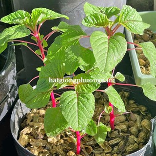 3 Gram - Hạt Giống Rau Dền Hồng Phương Nam