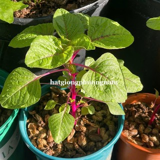 3 Gram - Hạt Giống Rau Dền Hồng Phương Nam