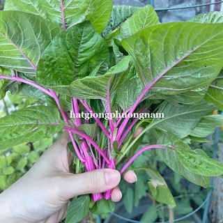 3 Gram - Hạt Giống Rau Dền Hồng Phương Nam