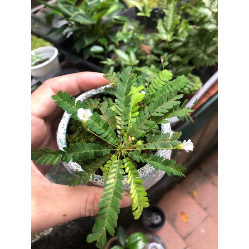 Cây Biophytum sentivium chơi terarium bán cạn rất đẹp, size mini