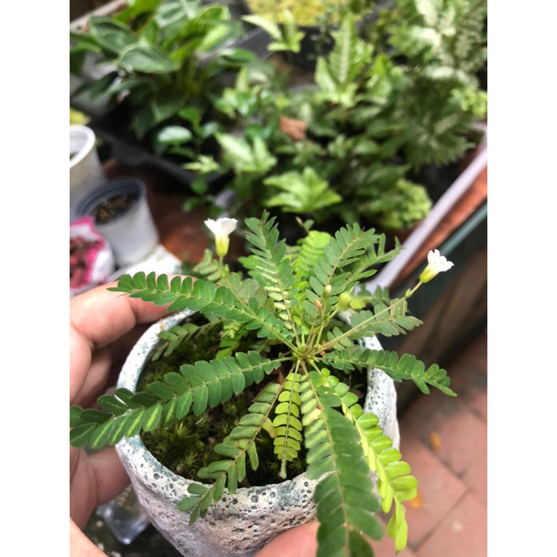 Cây Biophytum sentivium chơi terarium bán cạn rất đẹp, size mini
