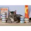 Pate S2Pet Gravy Cho Mèo Lon 85g Thịt Tươi Giàu Dinh Dưỡng, Bổ Sung Đầy Đủ Dinh Dưỡng