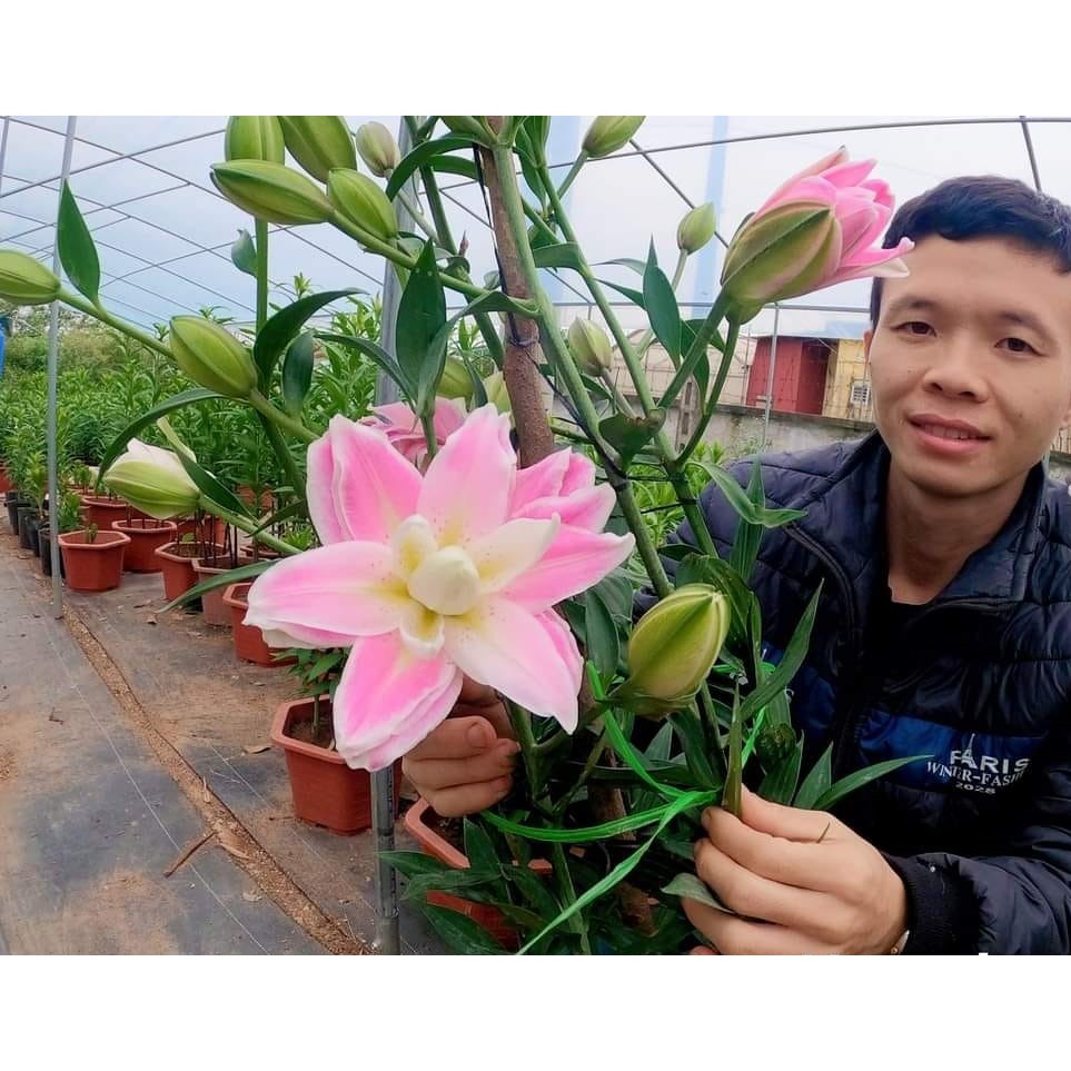 Củ ly trồng tết 2026, ly kép, ly lùn 8 - 12 bông ra hoa 100%