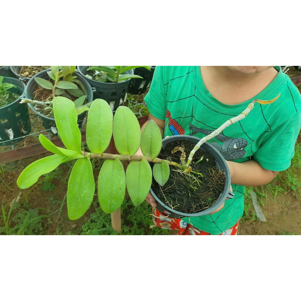 Dã Hạc Sen Hồng Cánh Mai