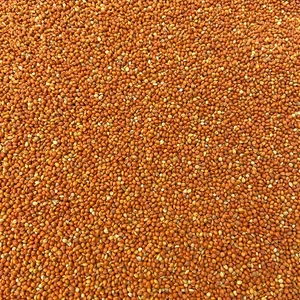 Hạt Kê Đỏ Nhỏ Ấn Độ 500g/1Kg - Vỏ Mềm, Thức Ăn Sạch Cho Vẹt/Yến Phụng/Chim Cảnh, Ít Chất Béo