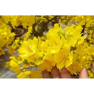 Combo 5 cây Mai Giảo Thủ Đức làm giống