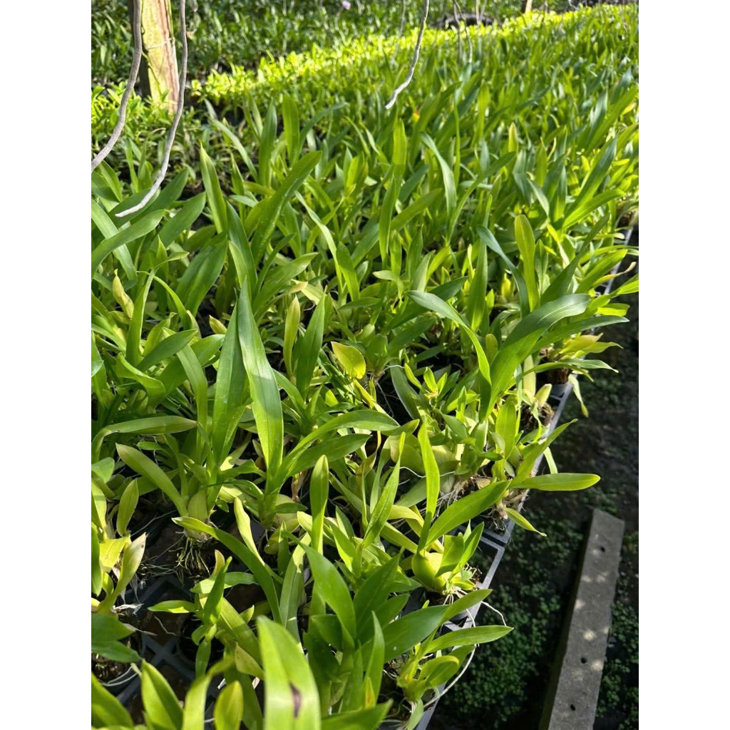 Lan Vũ Nữ Tiên Nữ Vàng