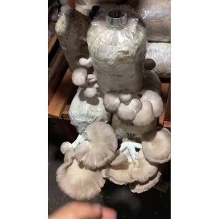 Phôi Nấm Bào Ngư Xám dễ trồng (7-10 ngày ra nấm)