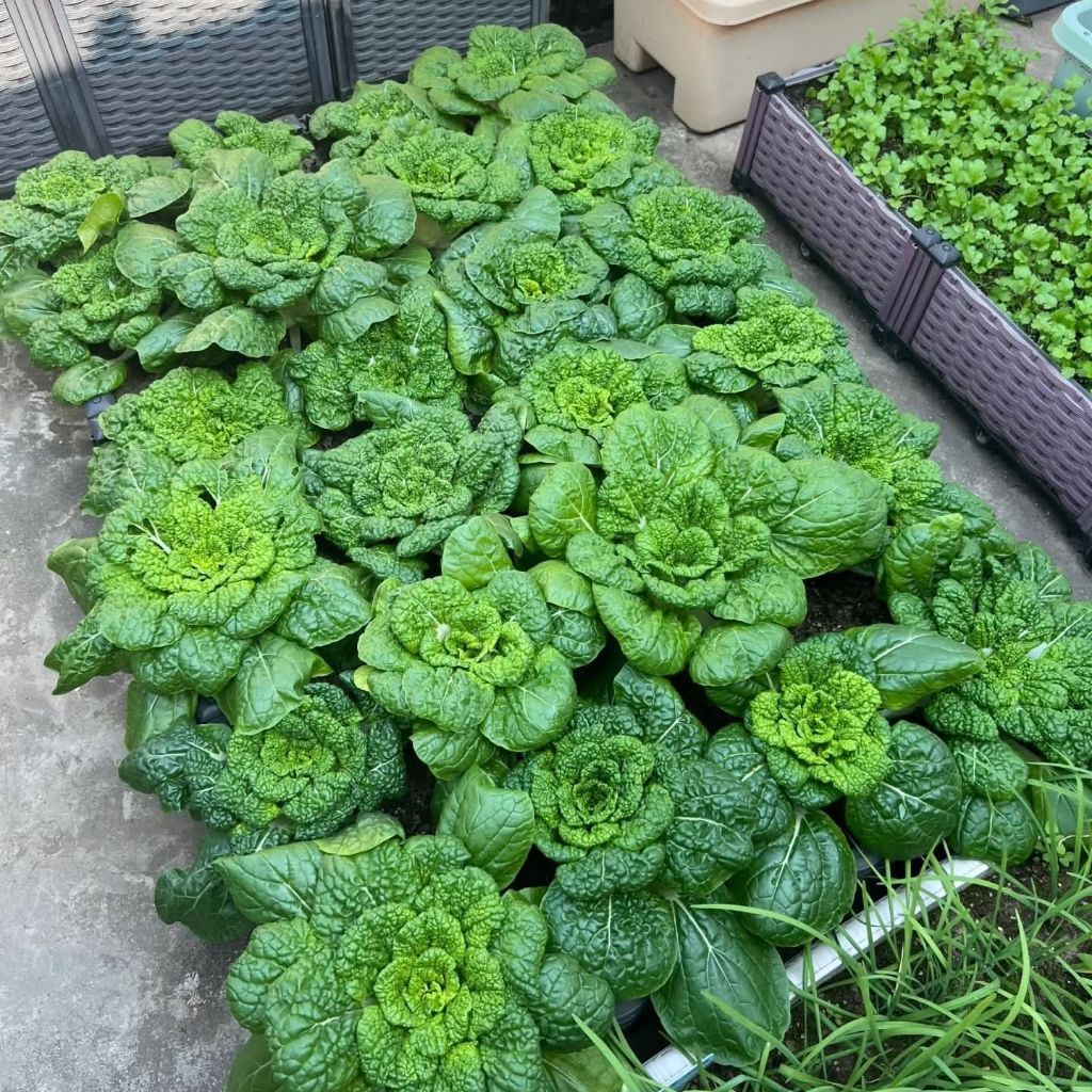 Hạt Giống Rau Cải Thần Tài 🍀 New, Ăn Ngon Dòn Ngọt Chất Lượng Cao