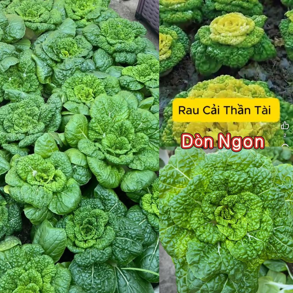 Hạt Giống Rau Cải Thần Tài 🍀 New, Ăn Ngon Dòn Ngọt Chất Lượng Cao