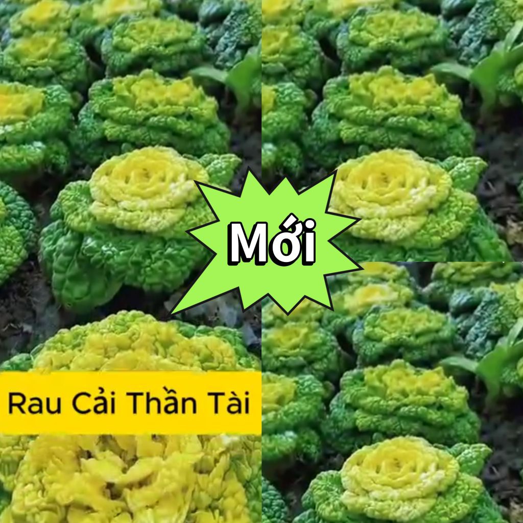 Hạt Giống Rau Cải Thần Tài 🍀 New, Ăn Ngon Dòn Ngọt Chất Lượng Cao