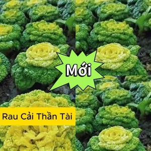 Hạt Giống Rau Cải Thần Tài 🍀 New, Ăn Ngon Dòn Ngọt Chất Lượng Cao