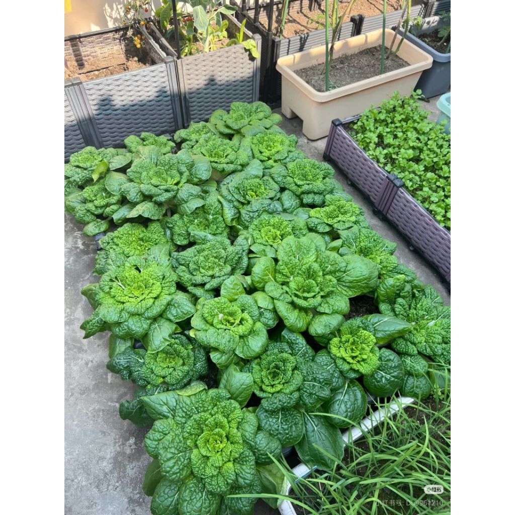 Hạt Giống Rau Cải Thần Tài 🍀 New, Ăn Ngon Dòn Ngọt Chất Lượng Cao
