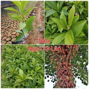 5 Cây giống Sala Ngọc Kỳ Lân, cây Vô Ưu gắn với tên tuổi của Đức Phật