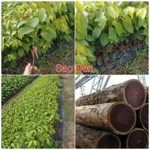 5 Cây Giống Sao Đen, cây lấy gỗ làm cảnh quan đều đẹp mắt