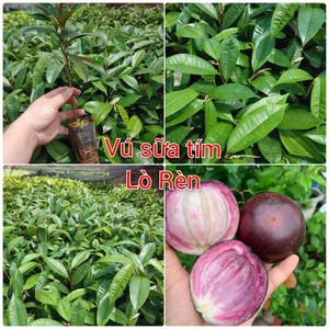5 Cây giống Vú Sữa tím lò rèn ươm hạt, cây ăn quả cảnh quan đẹp mắt