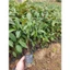 5 Cây giống Vú Sữa tím lò rèn ươm hạt, cây ăn quả cảnh quan đẹp mắt
