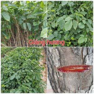 5 Cây Giống Giáng Hương đỏ Nam Phi, Hương Đỏ