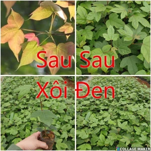 5 Cây sau sau, sau trắng, bạch giao hương. Dùng nhuộm màu xôi, làm bánh gai rất ngon