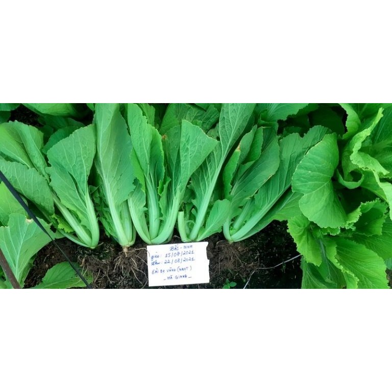Hạt giống Cải Bẹ Vàng A1 20g – Hạt giống rau ăn lá kháng bệnh, trồng quanh năm