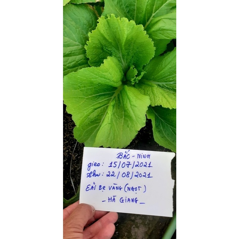 Hạt giống Cải Bẹ Vàng A1 20g – Hạt giống rau ăn lá kháng bệnh, trồng quanh năm