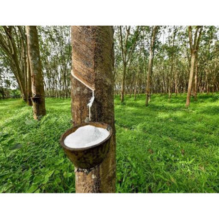 [1kg-3kg] Phèn nóng đánh đông mủ cao su, Axit nóng đánh đông mủ, Phèn axit, CaCl2 - Tách túi 1kg